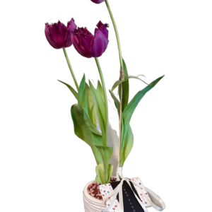 Tulipanes Morados