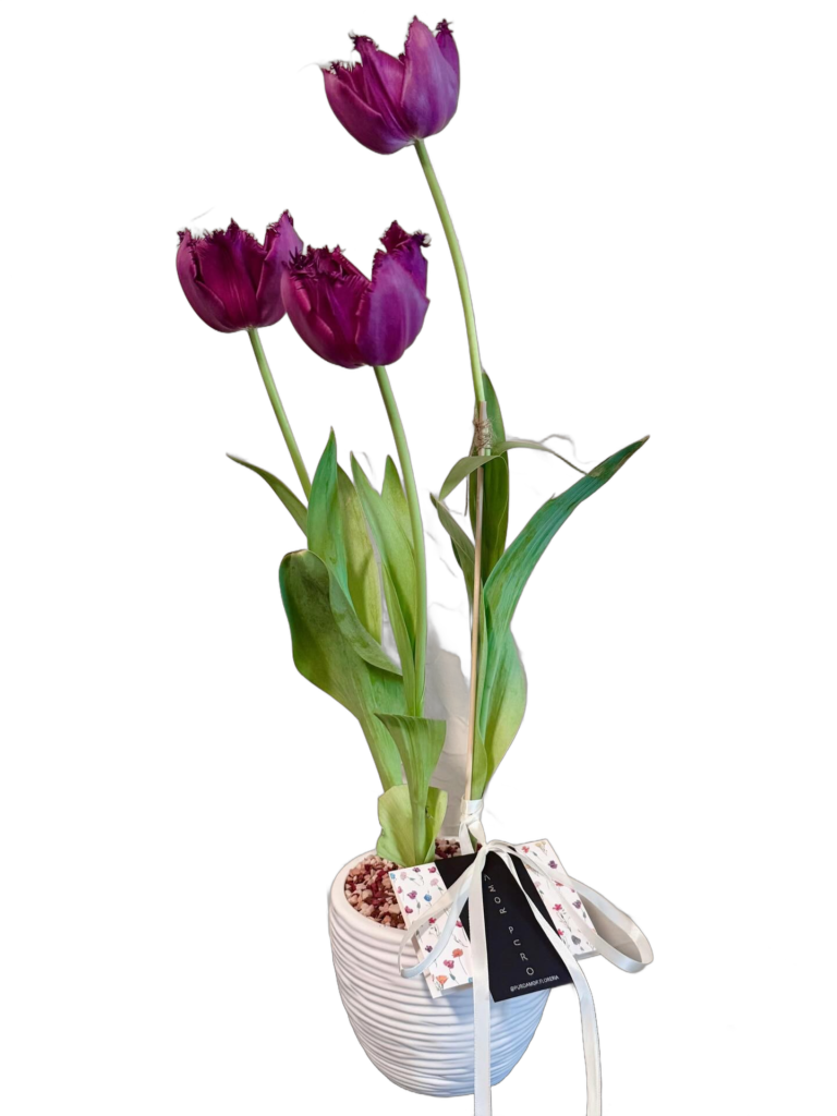 Tulipanes Morados
