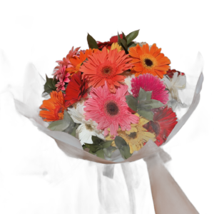 Atardecer de Gerberas